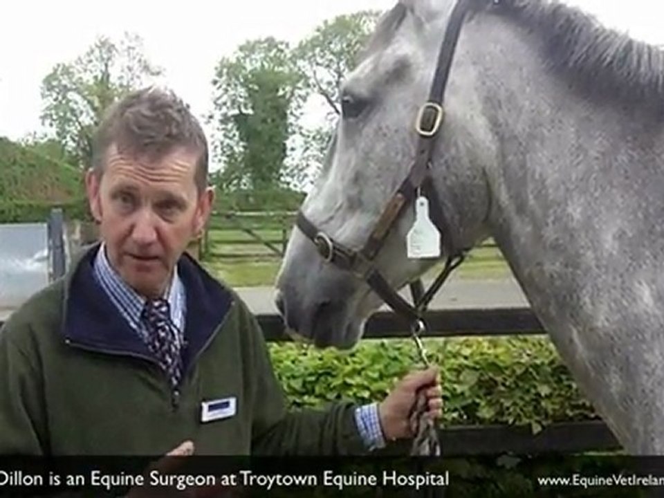 Equine Vet, treating colic in horse at equine clinic