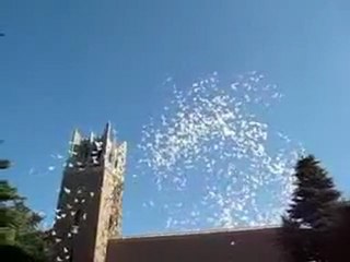 Jamas visto!! Globos palomas voladoras-- www.gachetoregalos.com