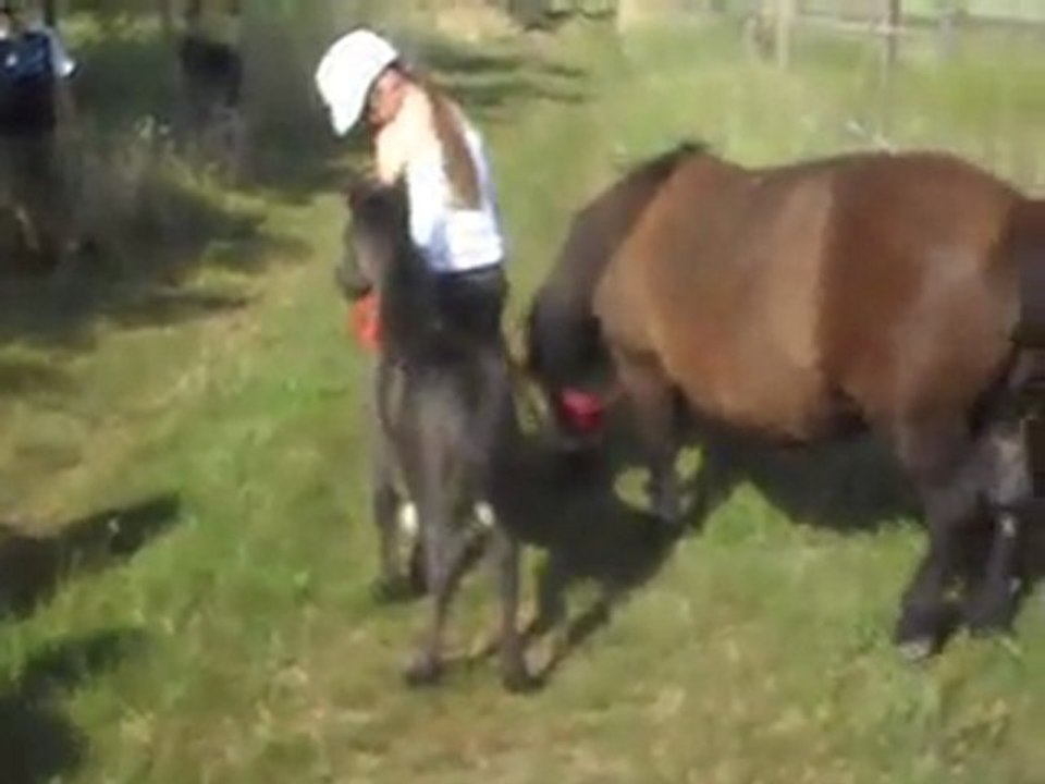 Pouliche Shetland x Mérens, 6 jours.Chemin. 1.