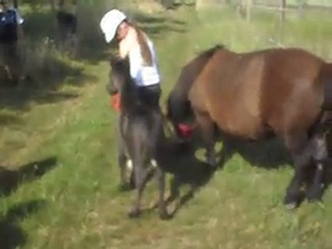 Pouliche Shetland x Mérens, 6 jours.Chemin. 1.