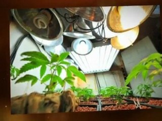 Marijuana Medical Licensing