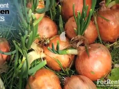 Stony Brook Commons Apartments in Roslindale, MA - ...