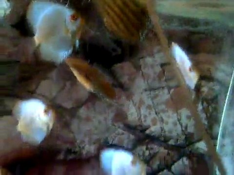 VID-20110530-00005