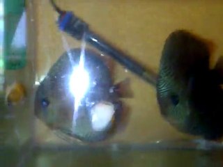 VID-20110530-00006