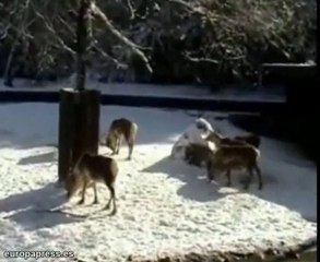 El zoo de Madrid no se escapa de la nieve