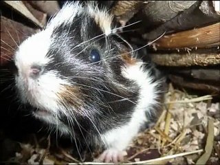 Mes Cochons d'inde