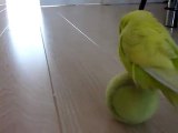 Perruche et une Balle de Tennis