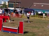 E'Lia des grandes aubes, épagneul breton, concours d'agility de mondelange 29/05/11 - Open