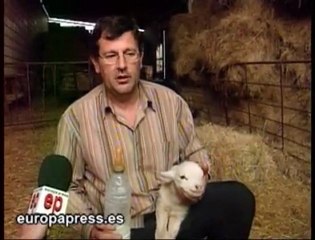 Una oveja alumbra a cinco crías