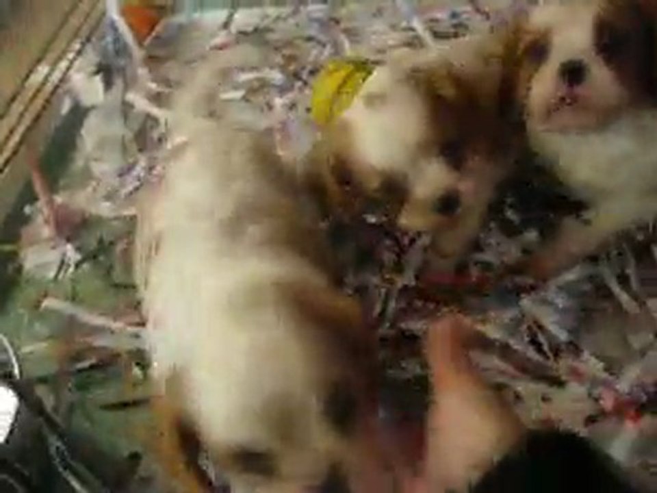 VIDEO CKC  a 6 semaines le 28.5.11