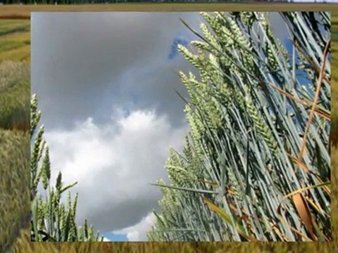 Photos des essais céréales