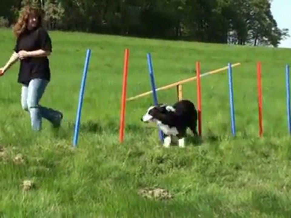 Agility Slalom Stangen Set