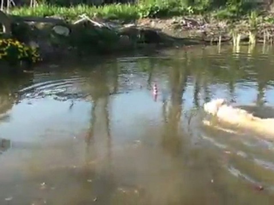 Rogz lighthouse wasserspielzeug für hunde