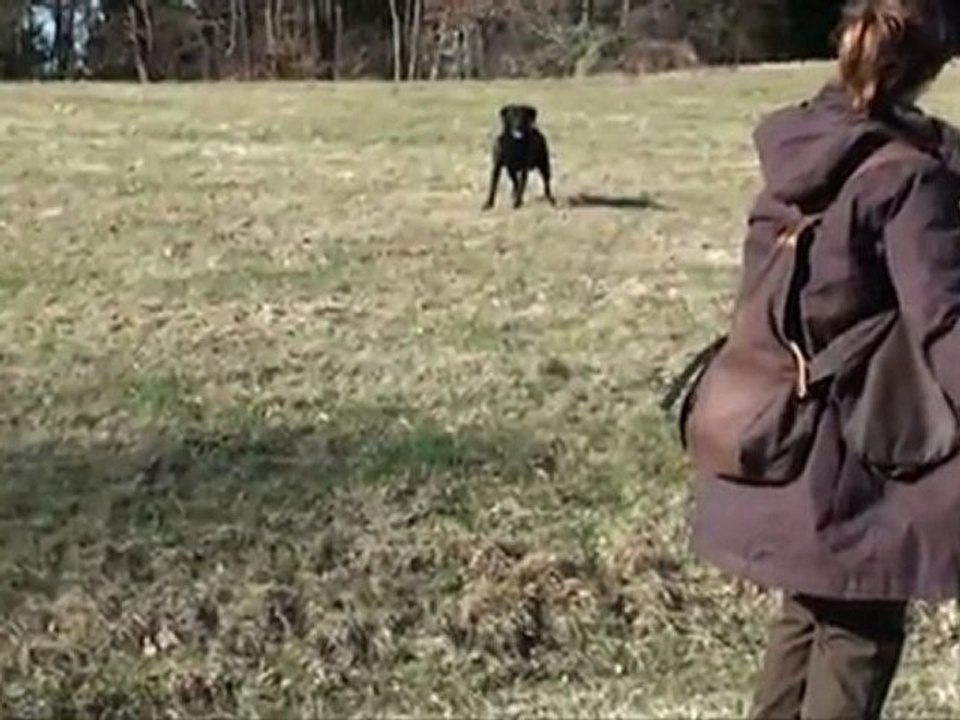 Hundepfeife, Hundetraining mit der Hundepfeife