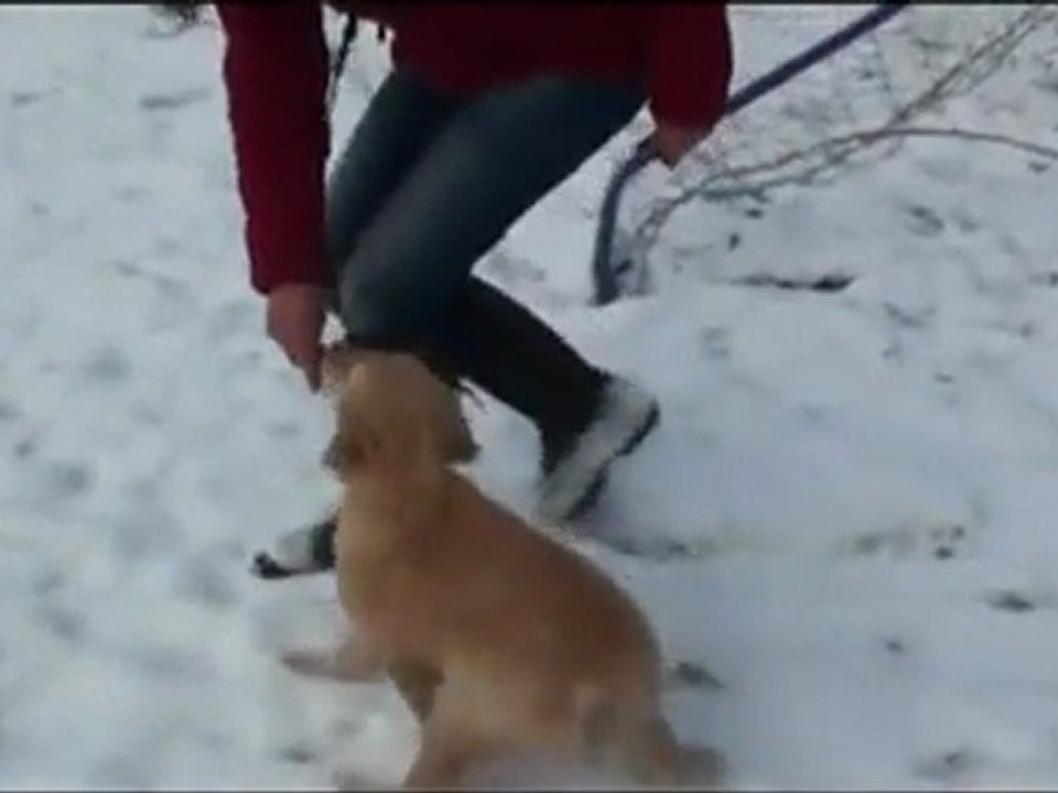 Wie Sie Ihrem Welpen 'Sitz' und 'Bei Fuss' beibringen