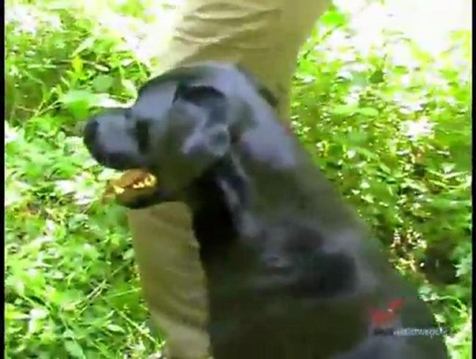 Dummyweste maremmano