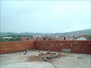 SAKARYA OYUNKUŞU ÖZCAN ALTINTAŞ GÖK DİŞİ