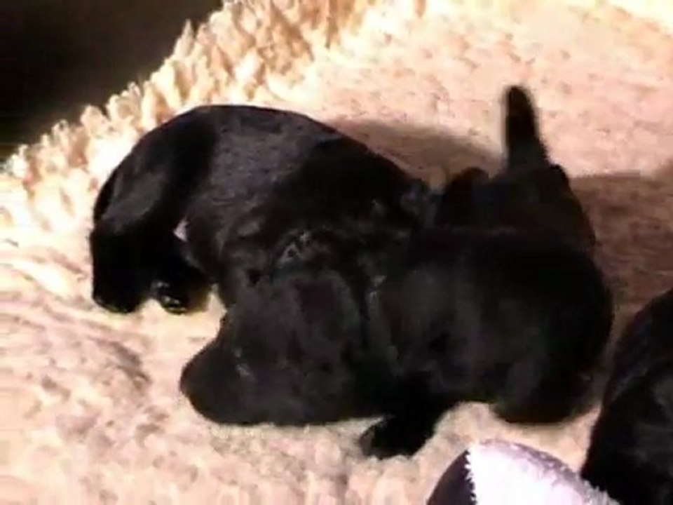 More Than Magic C-Wurf