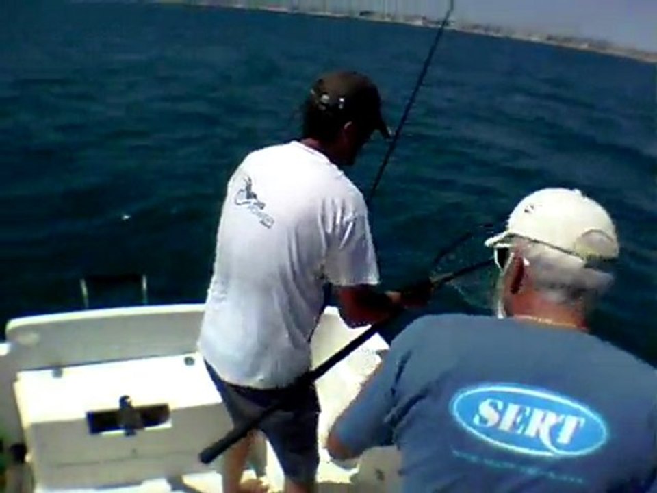 Loup au leurre relaché