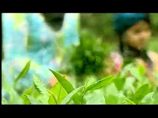 ÇAYKUR ORGANİK ÇAY