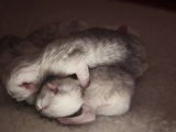 Chatons nouveaux nés Persans