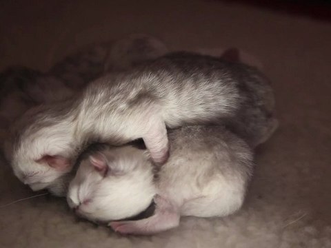 Chatons nouveaux nés Persans