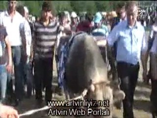 Murgul Özmal Köyü  19. Geleneksel Boğa Güreşleri 2011