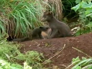 Terres sauvages de Russie: Kamchatka, Paradis Siberien