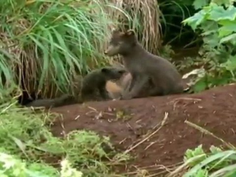 Terres sauvages de Russie: Kamchatka, Paradis Siberien