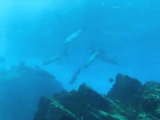 St Barth, plongée à  Grenadiers