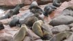 Otaries à fourrre, Cape Cross Namibie