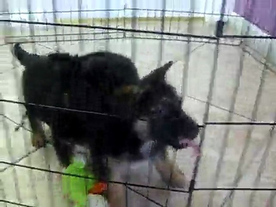 GERMAN SHEPHERD, PUPPIES FOR SALE IN  MIAMI,BROWARD. TEL-305-262-7310.  WWW.PUPPIESTOGOINC.COM