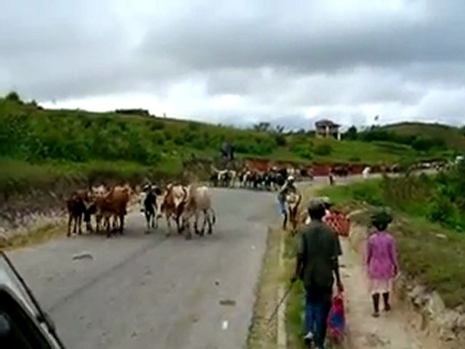 MADAGASCAR.Troupeaux sur RN7.suite