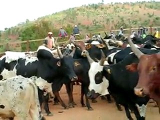MADAGASCAR.Ambalavao.Marché aux zébus 1.