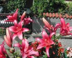 LILIUM - Il mio balcone fiorito
