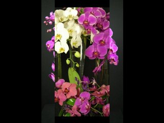 Best Flower Shop In Manhattan Presents Best Orchid Selection in Town