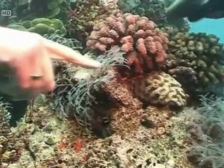 Natures Fortes - Australie - Continent Venimeux