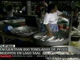 Hallan toneladas de peces muertos en Filipinas