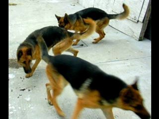 Cuidados De La Hembra Pastor Alemán