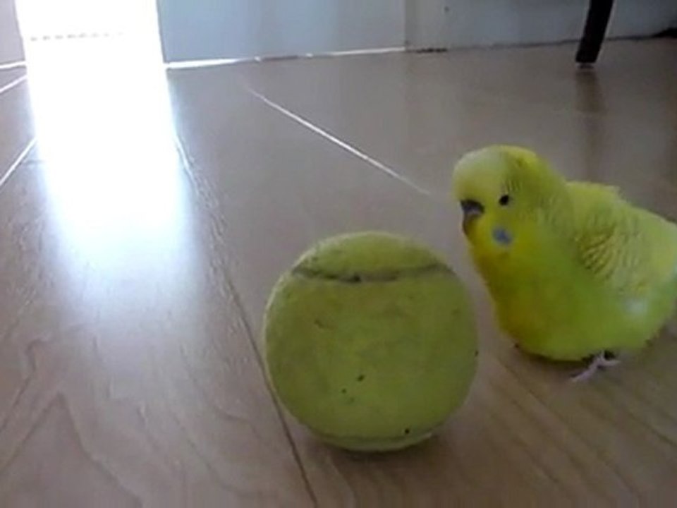 papuga