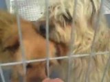 L'esperanto des lévriers mai 2011: Valladolid Espagne chiens à adopter
