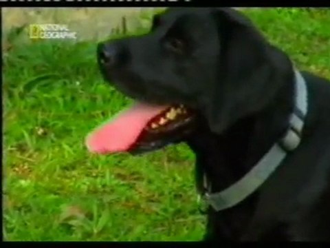 Perros detectores de DVDs pirata