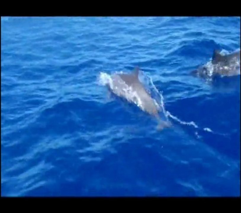 Dauphins Ile de la Reunion