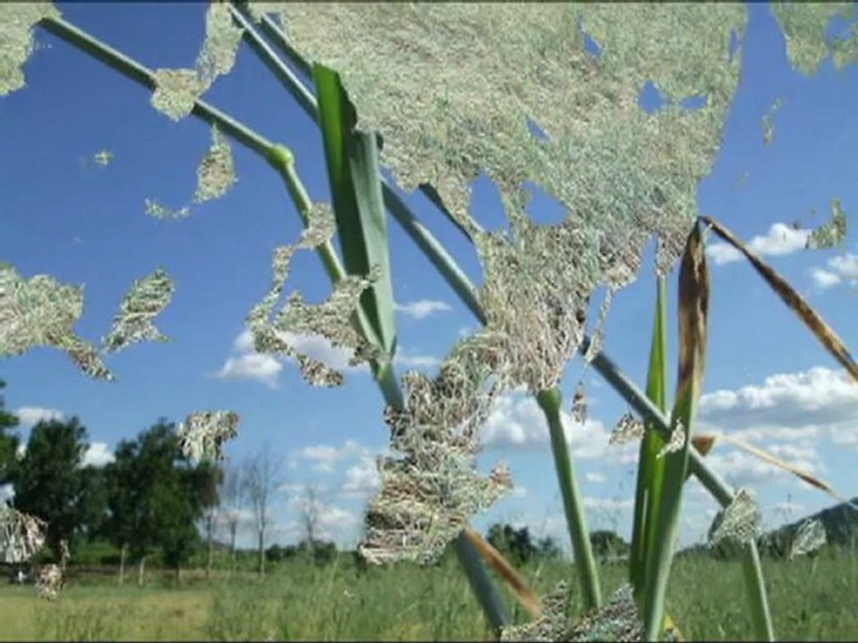 New crop circles: Padova, Italy and Hackpen Hill, Wiltshire, UK - May 2011