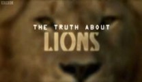 The Truth About Lions: The Social Cat [1/2]