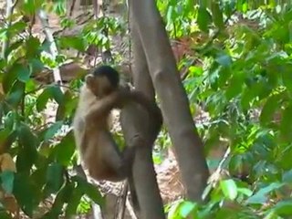 Macaco-prego, o mais inteligente das Américas