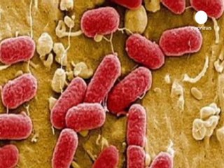 L'escherichia coli fa crollare l'agricoltura spagnola