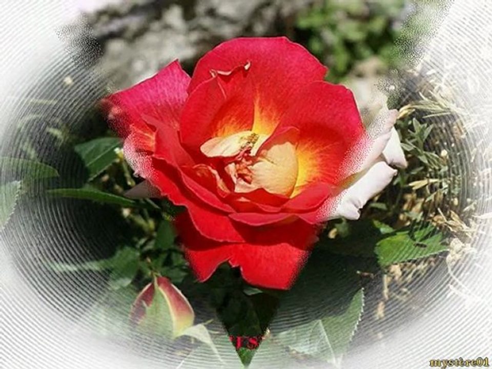 mes roses