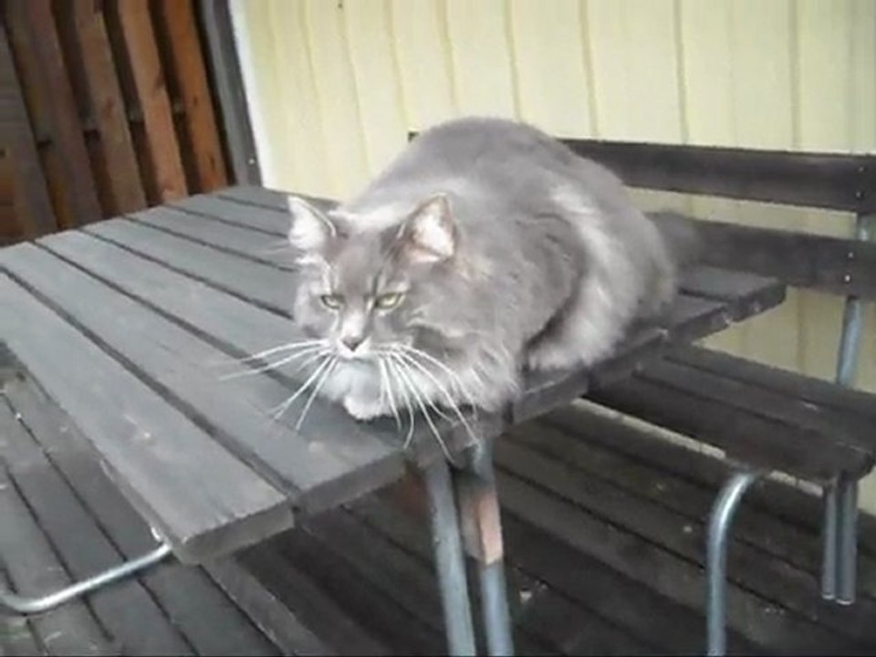 Film på Revis och skrattande Skatan 31 Maj - 11.