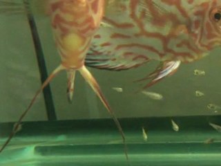 discus eşim yavrularıyla